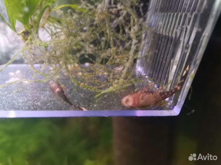 Сомики Анциструсы