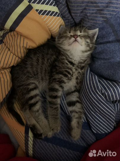 Отдам кота в добрые руки