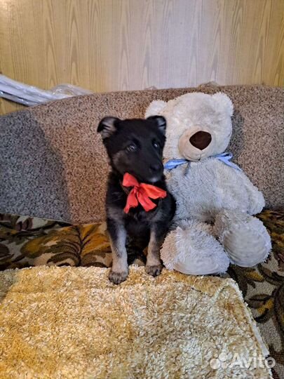 Прекрасная девочка Лора в добрые руки