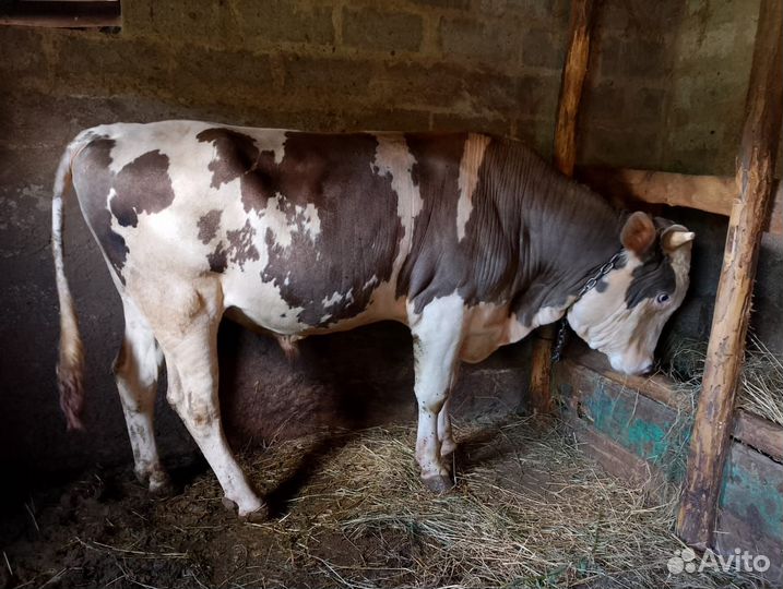 Быки на мясо