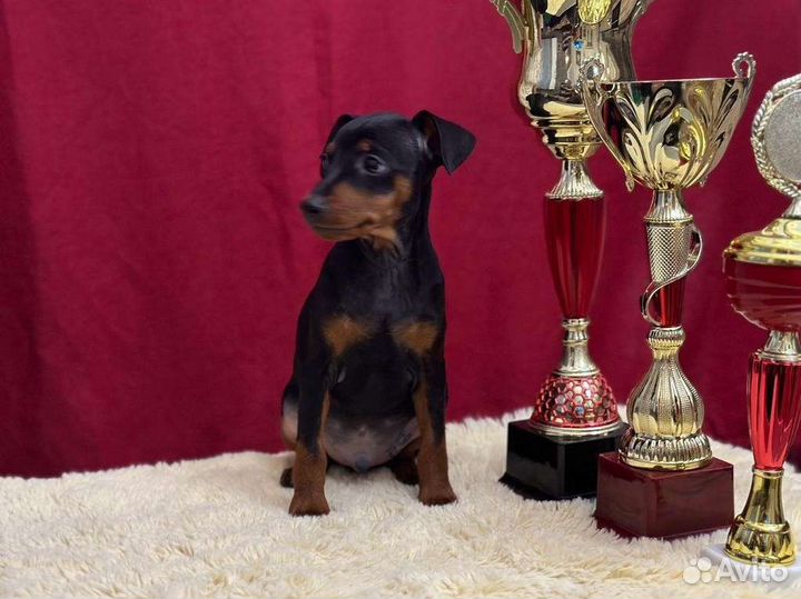 Щенок цвергпинчер