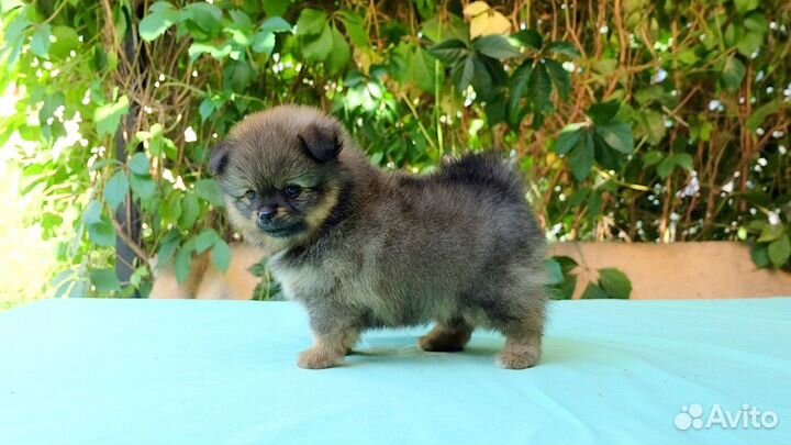 Чихуа мальчик д/ш