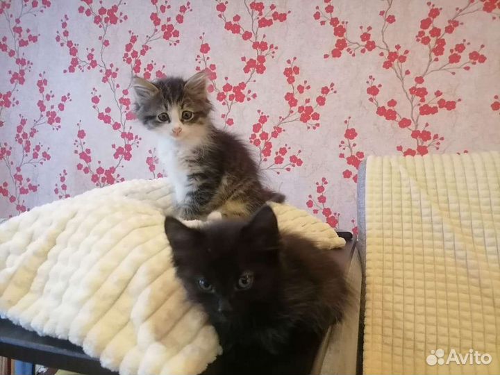 Отдам котят