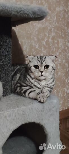 Шотландская короткошерстная Скоттиш-фолд на вязку