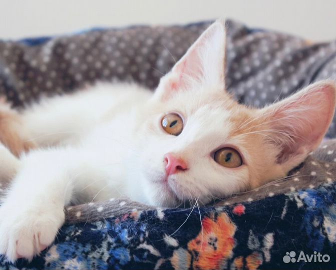 Котенок в добрые руки