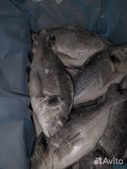 Свежезамороженная рыба