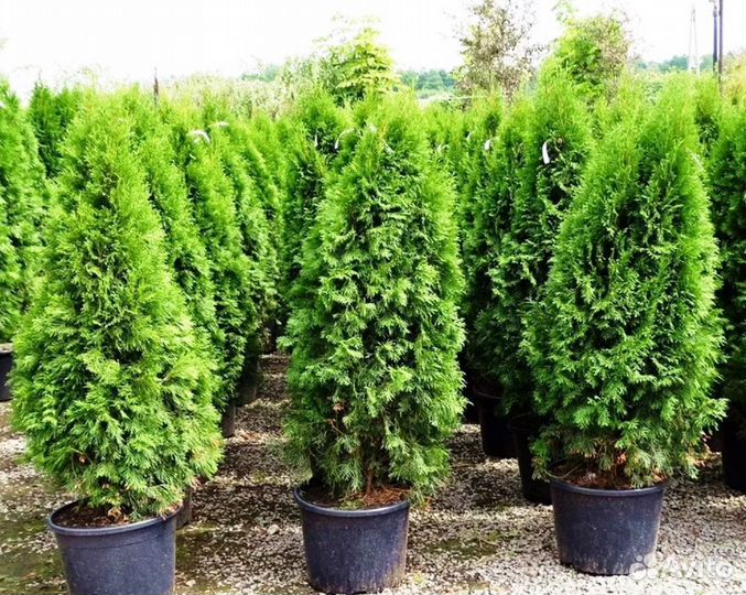 Туя Смарагд