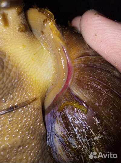 Улитки архахатины и ахатины