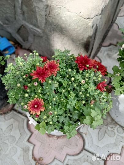 Хризантема