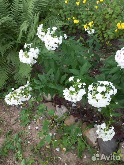 Флоксы многолетние,хризантемы