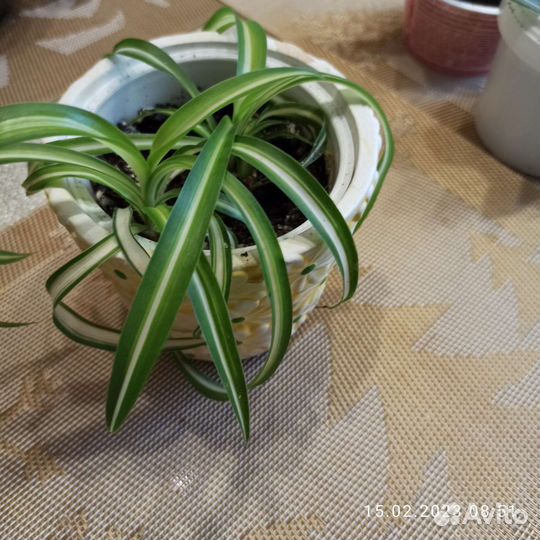 Хлорофитум кудрявый