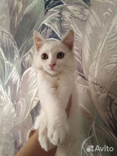 Кошка в дар