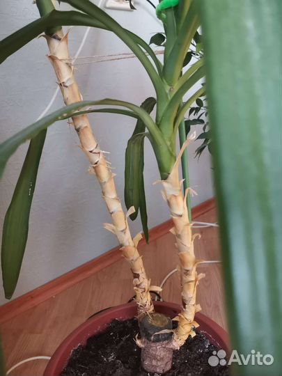 Панданус в горшке
