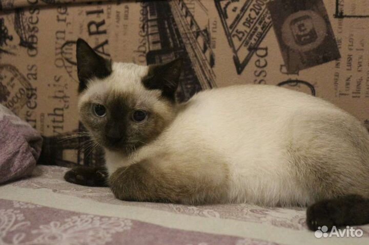 Великолепной красоты котёнок ищет дом