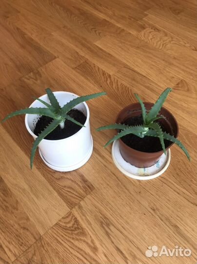 Алоэ-столетник, алоэ-вера, щучий хвост