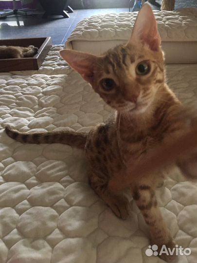 Чудный котик Оцикет