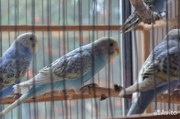 Птенцы волнистый попугай