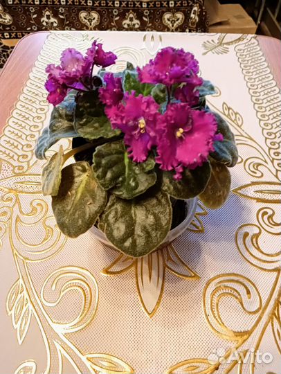 Сортовые фиалки взрослые