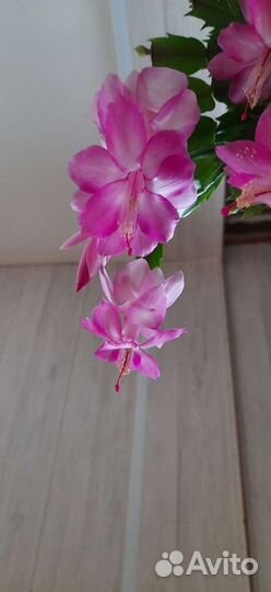 Декабрист, шлюмбергера сортовые неукоренённые