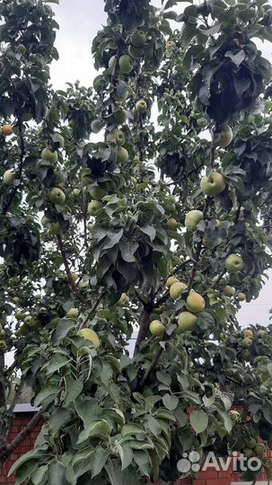 Яблоки домашние