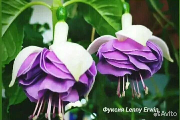 Фуксии сортовые