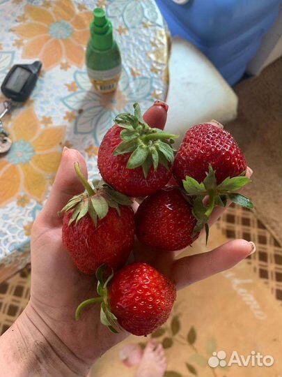 Рассада ремонтантной клубники