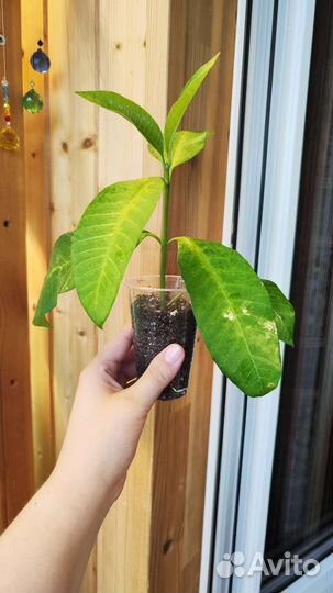 Табернемонтана «Elegans»