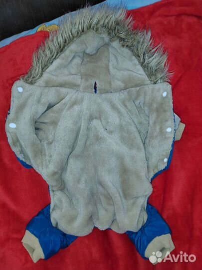 Одежда для собак