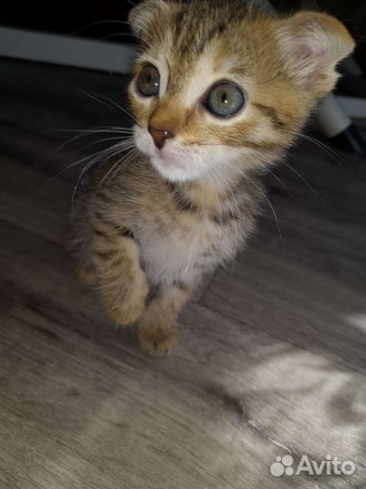 Вислоухие котята в добрые руки