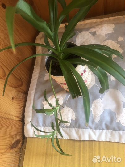 Каланхоэ, хлорофитум и много других растений