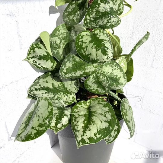 Сциндапсус пиктус треби