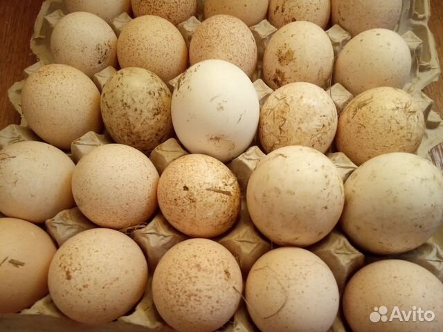 Купить инкубационное яйцо в москве и области. Индюшиные яйца. Яйцо индейки фото. Яйца индейки в гнезде. Штамп на инкубационном яйце Словакия.
