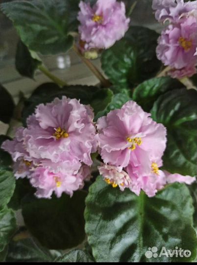 Сортовые фиалки