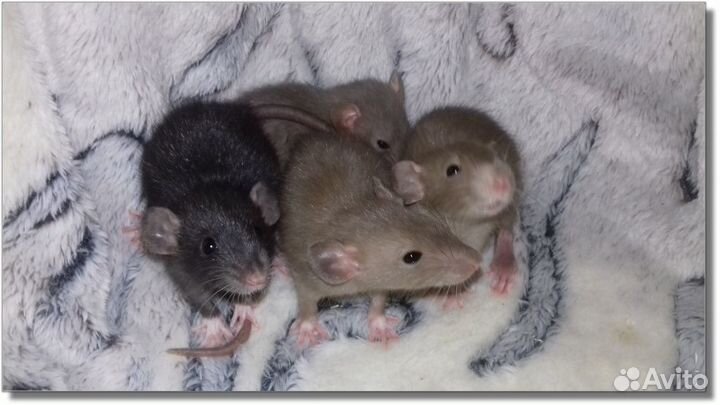 Крысята Дамбо малыши крысы