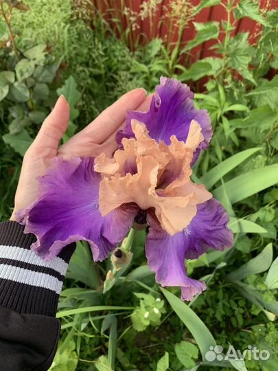 Ирисы бородатые сортовые
