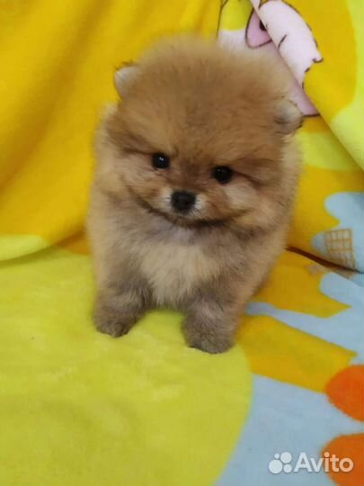 Щенки померанского шпица