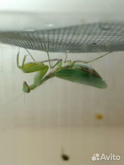 Дрозофила, богомолы