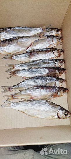 Астраханская вобла