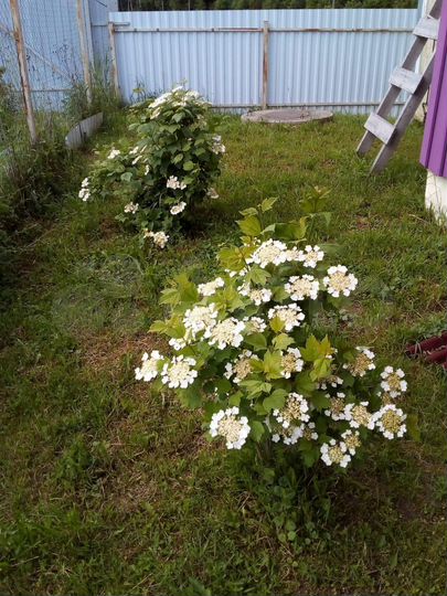 Дача 53 м² на участке 6,3 сот.