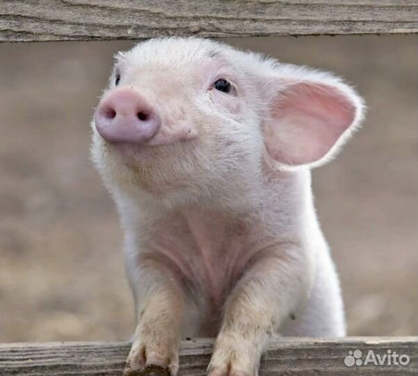 Вакансия оператора на свиноферму (вахта, обед)