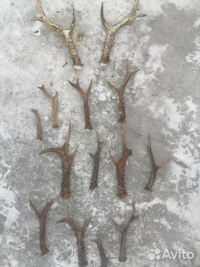 Рога косули