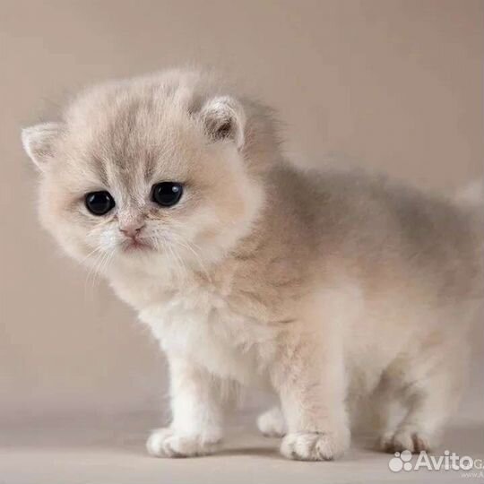 Мальчик голубое золото Gucci Apple Wood