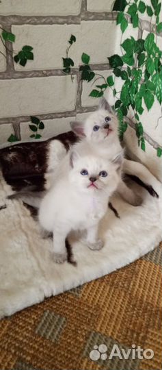 Котята Невские маскарадные