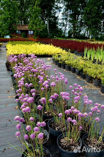 Растения P9 П9 в ассортименте