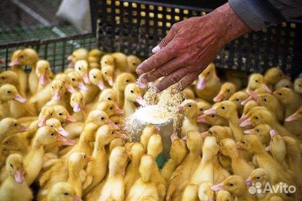 Бройлер Мулард Утята Гусята
