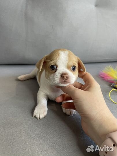 Щенки чихуахуа