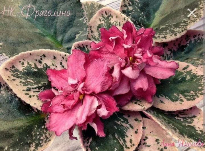 Фиалки 2, кампанула жених