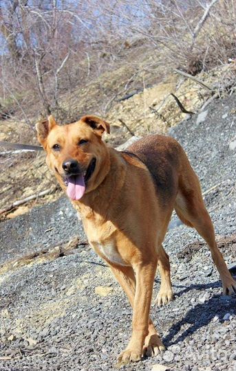 Собака Тэль