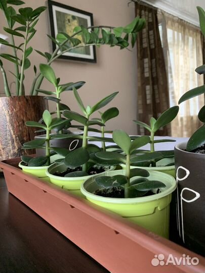 Продам цветы комнатные