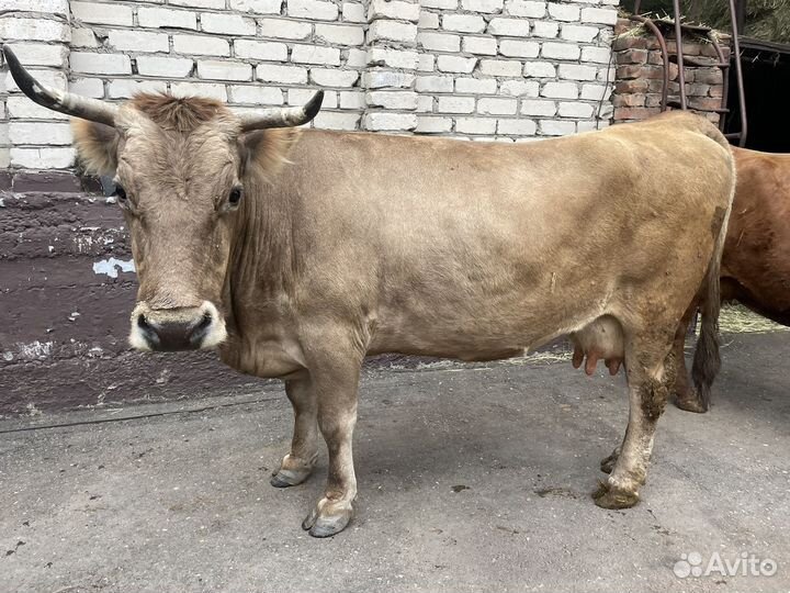 Корова дойная